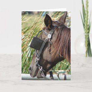 Pferd am Hitchende Karte