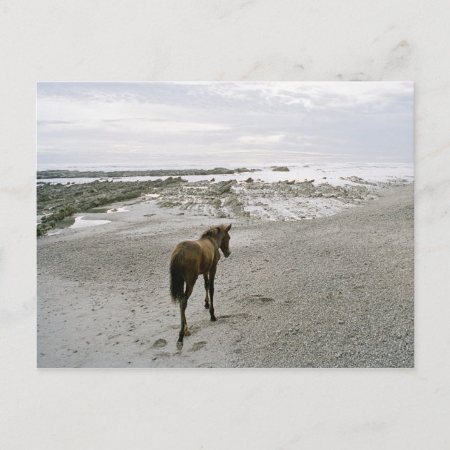 Pferd am Strand Postkarte (Vorderseite)