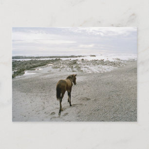 Pferd am Strand Postkarte