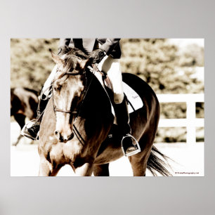 Pferd anzeigen poster