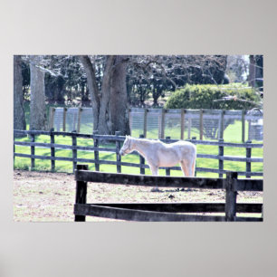 Pferd auf dem Bauernplakat Poster
