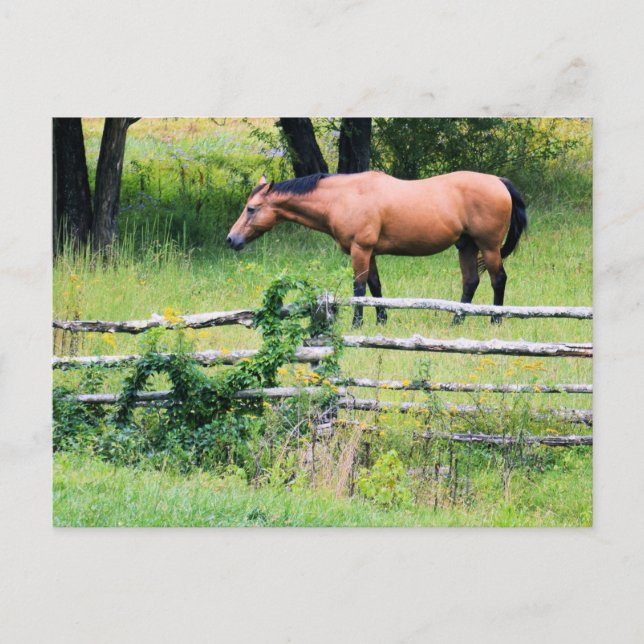 Pferd auf der Ranch - Postkarte (Vorderseite)