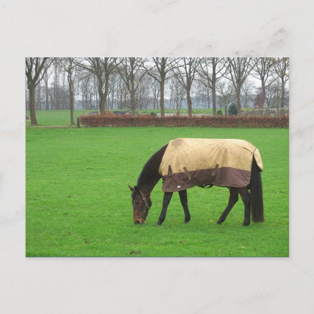 Pferd auf der Wiese Postkarte (Vorderseite)
