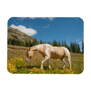 Pferd auf Gräsern auf einer alpinen Wiese im Somme Magnet