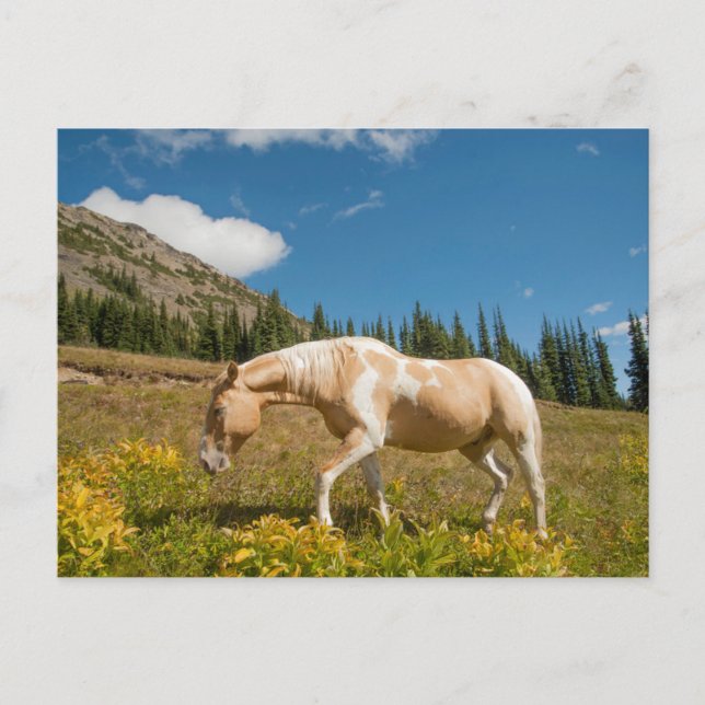 Pferd auf Gräsern im Sommer auf der Alp Wiese Postkarte (Vorderseite)