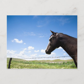 Pferd auf Weide stehend Postkarte