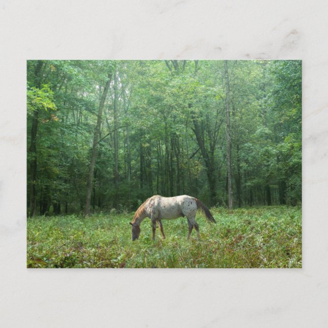 Pferd auf Wiese Postkarte (Vorderseite)