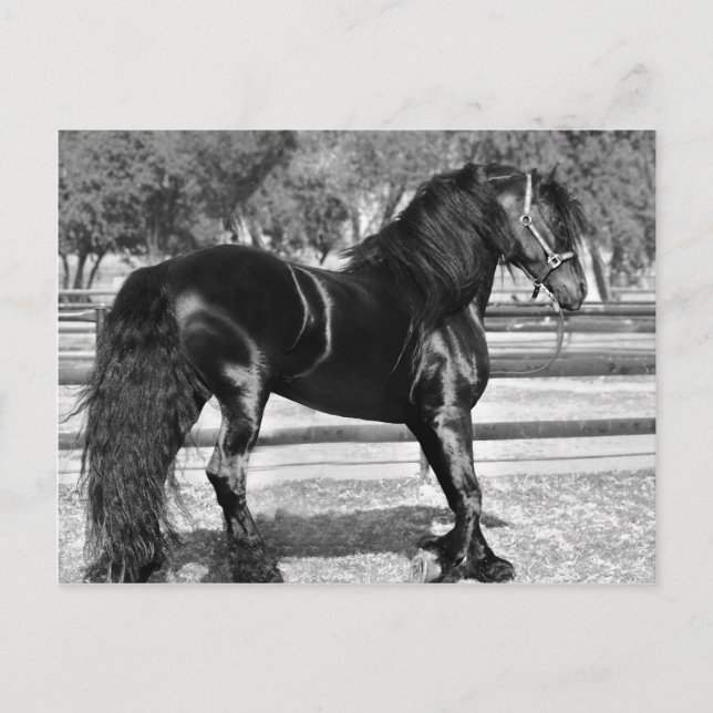Pferd aus schwarzem Hengst Postkarte (Vorderseite)