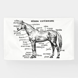 Pferd Banner