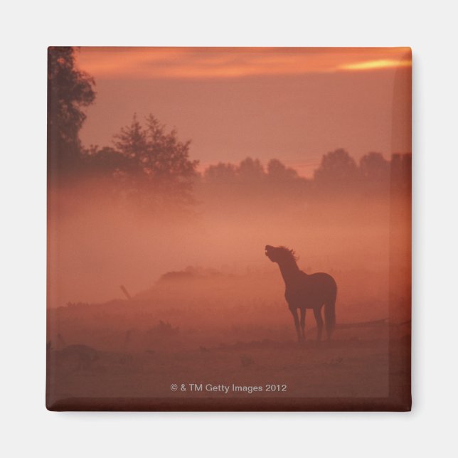 Pferd bei Sonnenaufgang Magnet (Vorne)