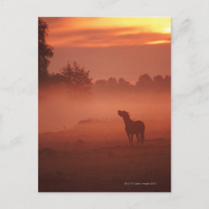 Pferd bei Sonnenaufgang Postkarte