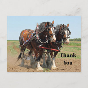 Pferd Clydesdale Landwirtschaft Foto Danke Postkarte