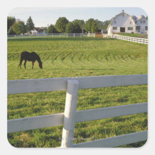 Pferd, das auf Bauernhof weiden lässt Quadratischer Aufkleber