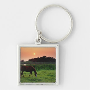Pferd, das auf dem Gebiet am Sonnenuntergang nahe Schlüsselanhänger