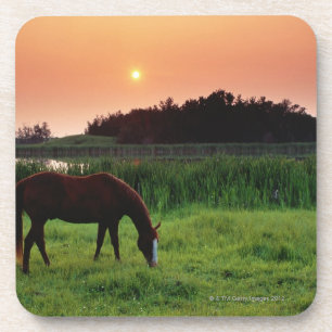 Pferd, das auf dem Gebiet am Sonnenuntergang nahe Untersetzer