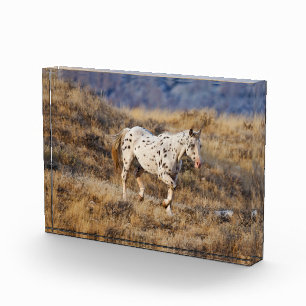 Pferd, das durch die malerischen Hügel der Big Hor Fotoblock