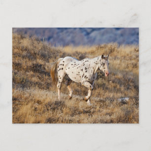 Pferd, das durch die malerischen Hügel der Big Hor Postkarte