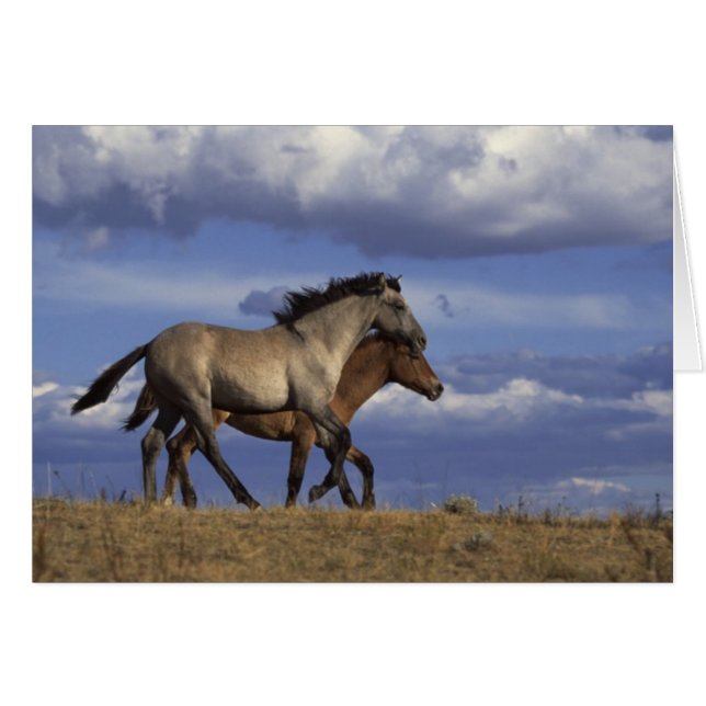 Pferd Duo (Vorderseite (Horizontal))