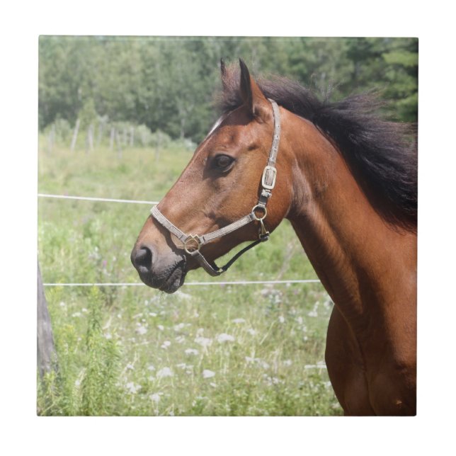 Pferd Fliese (Vorderseite)