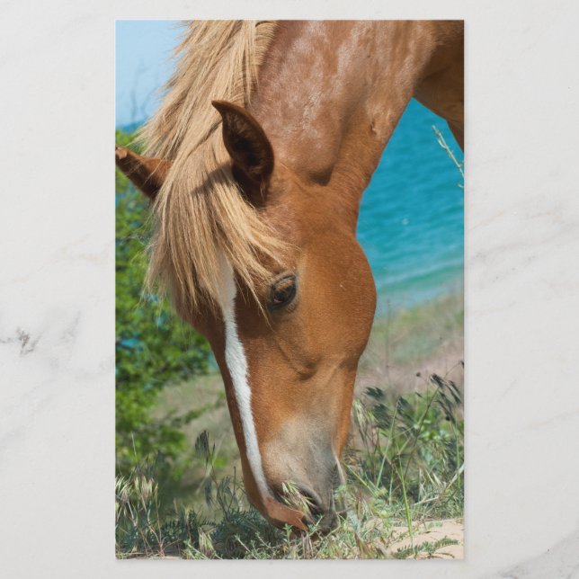 Pferd Flyer (Vorne)