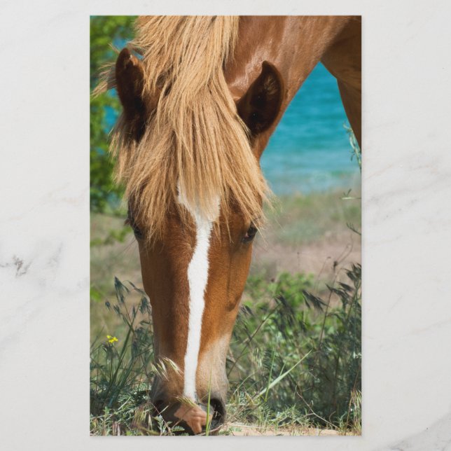 Pferd Flyer (Vorne)