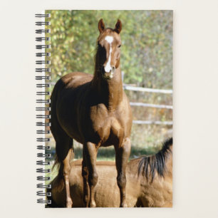 Pferd Foto Pferde Pferde Zwei Pferde Alm Planer