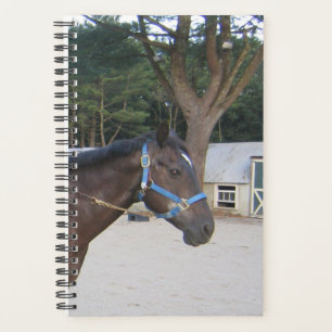 Pferd Foto Pferdepferd Stabil Planer