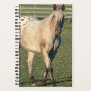 Pferd-Foto Pferdewind Wandern Appaloosa Planer