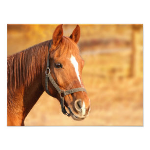 Pferd Fotodruck