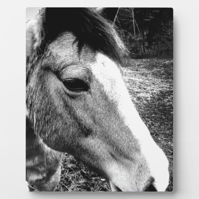 Pferd Fotoplatte (Vorderseite)