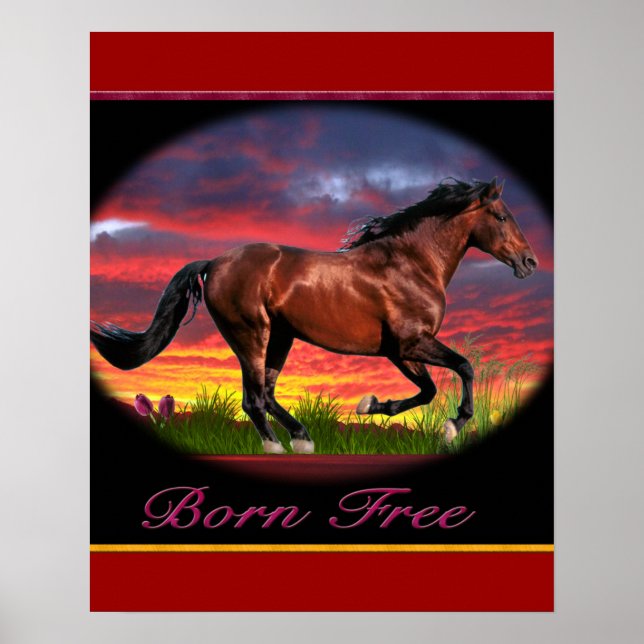 Pferd Frei geboren Poster (Vorne)