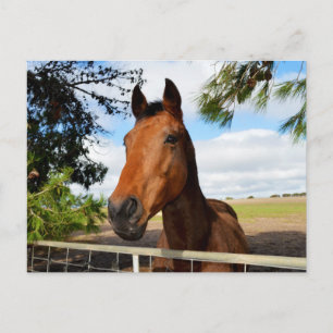 Pferd_Freuden,_Postkarte Postkarte
