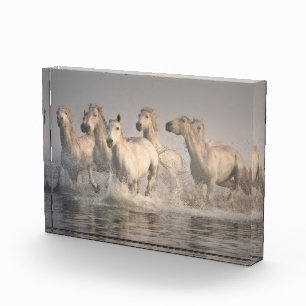 Pferd Galopp im Mittelmeer Fotoblock