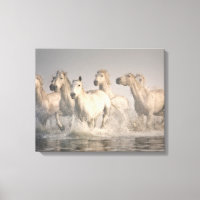 Pferd Galopp im Mittelmeer