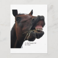 Pferd: Hay!