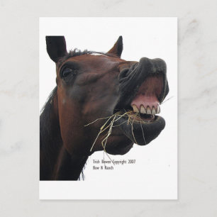 Pferd: Hay! Postkarte