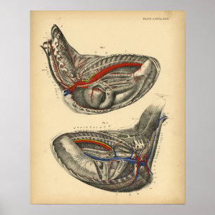 Pferd Herz Brust Anatomie 1908 Vintage Druck Poster