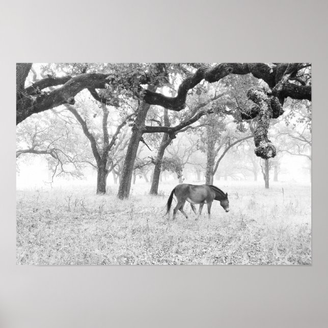 Pferd im Foggy Field of Oaks Poster (Vorne)