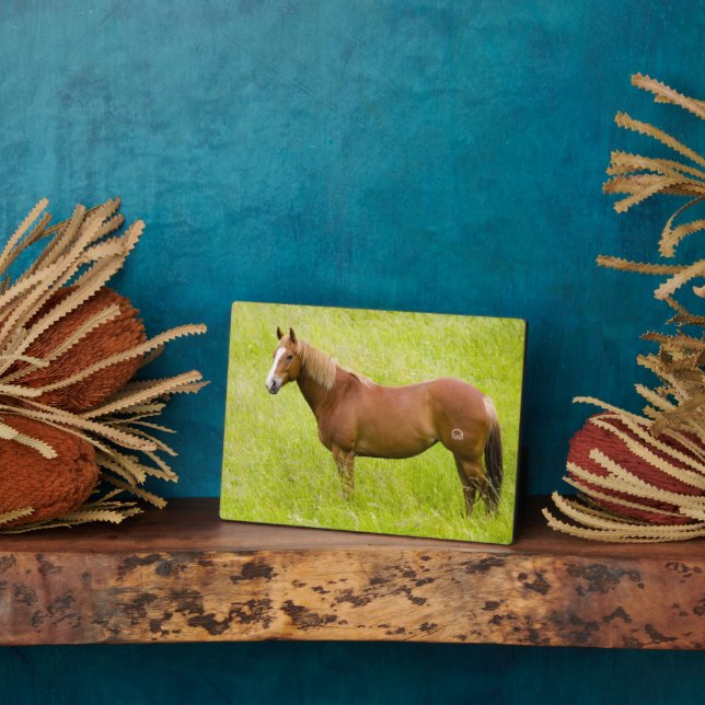 Pferd im Frühjahrsfeld Fotoplatte (Seite)