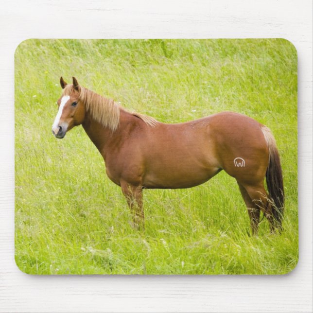 Pferd im Frühjahrsfeld Mousepad (Vorne)