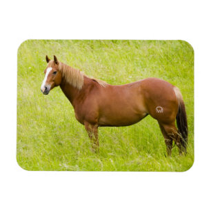 Pferd im Frühlingsfeld Magnet