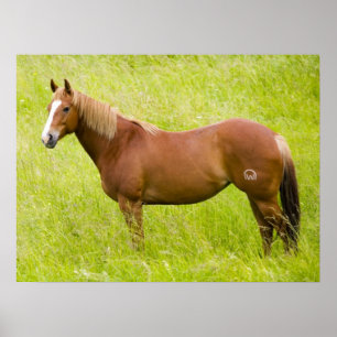 Pferd im Frühlingsfeld Poster