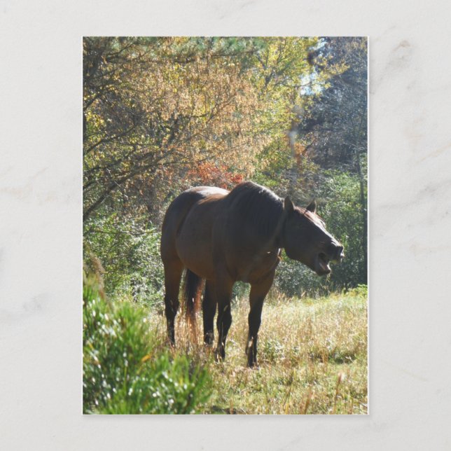 Pferd im Herbst Postkarte (Vorderseite)