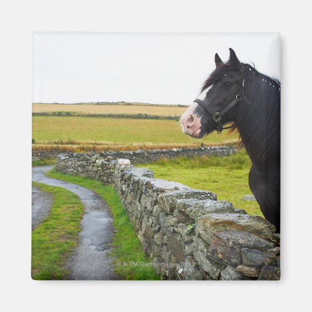 Pferd im ländlichen England Magnet (Vorne)