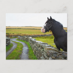 Pferd im ländlichen England Postkarte