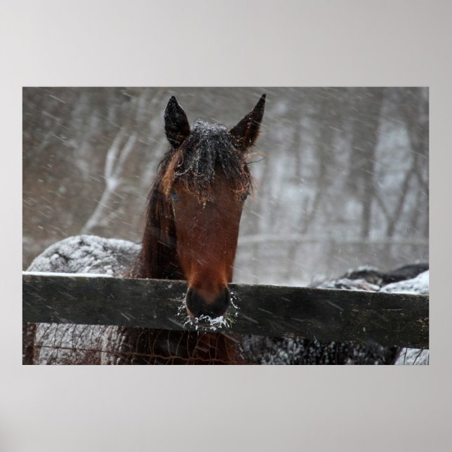 Pferd im Schnee Poster (Vorne)