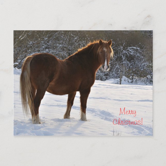 Pferd im Schnee Weihnachten (Vorderseite)