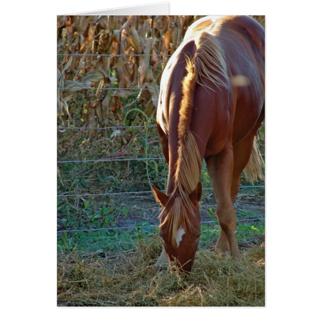 Pferd im Sonnenuntergang (Vorne)