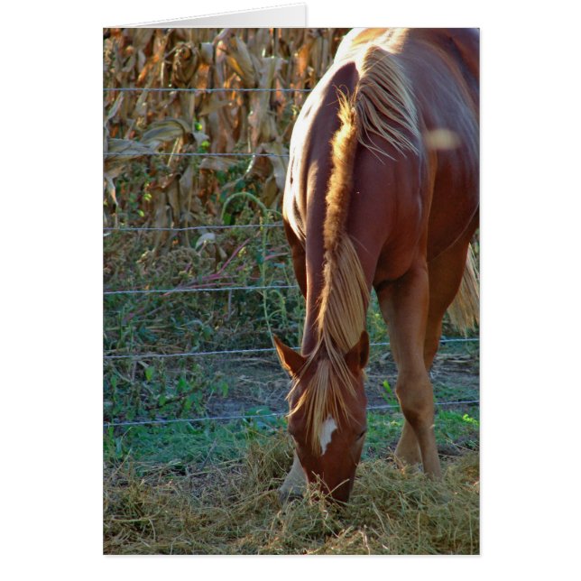 Pferd im Sonnenuntergang (Vorne)