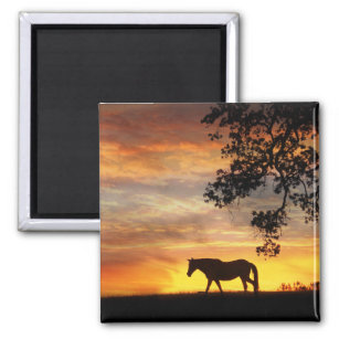 Pferd im Sonnenuntergang-Magneten Magnet